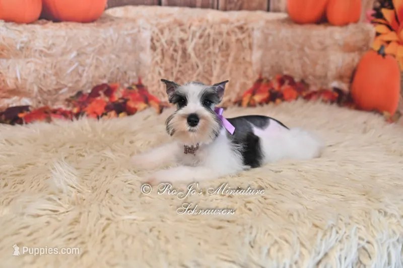 Salt & Pepper Parti | Tinker Bell – Miniature Schnauzer puppy for sale in Antlers, OK