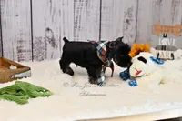AKC Black & Silver Schnauzer | Cole, a male Miniature Schnauzer for sale in Antlers, OK – 3 of 4