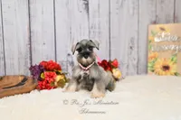 AKC Salt & Pepper | Sydney, a female Miniature Schnauzer for sale in Antlers, OK – 1 of 7