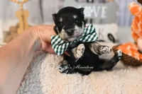 AKC Black & Silver Phantom | Tux, a male Miniature Schnauzer for sale in Antlers, OK – 3 of 7