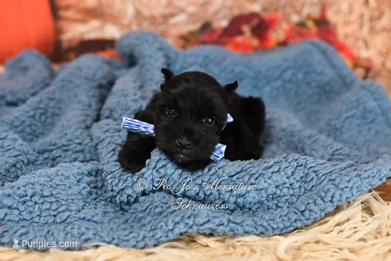 AKC Handsome Lil Jett – Miniature Schnauzer puppy for sale in Antlers, OK