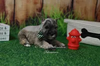 AKC Salt & Pepper Boy, a male Miniature Schnauzer for sale in Antlers, OK – 6 of 8
