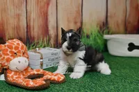 AKC Salt & Pepper Parti Boy, a male Miniature Schnauzer for sale in Antlers, OK – 3 of 5
