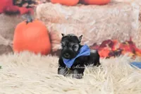 AKC Salt & Pepper | Fritz, a male Miniature Schnauzer for sale in Antlers, OK – 6 of 6
