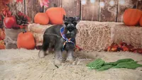 AKC Salt & Pepper | Dallas, a male Miniature Schnauzer for sale in Antlers, OK – 5 of 7