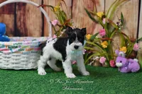 AKC Lil Miss Sydney, a female Miniature Schnauzer for sale in Antlers, OK – Photo 3 of 7