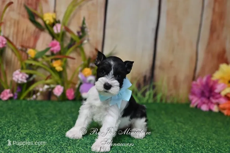 AKC Lil Miss Sydney – Miniature Schnauzer puppy for sale in Antlers, OK