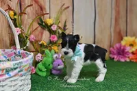 AKC Lil Miss Sydney, a female Miniature Schnauzer for sale in Antlers, OK – Photo 7 of 7