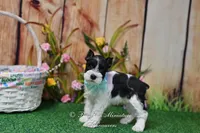 AKC Lil Miss Sydney, a female Miniature Schnauzer for sale in Antlers, OK – Photo 6 of 7