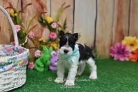 AKC Lil Miss Sydney, a female Miniature Schnauzer for sale in Antlers, OK – Photo 4 of 7