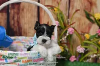 AKC Lil Miss Sydney, a female Miniature Schnauzer for sale in Antlers, OK – Photo 5 of 7