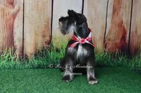 AKC Handsome Lil Boomer, a male Miniature Schnauzer for sale in Antlers, OK – 2 of 9