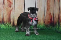 AKC Handsome Lil Boomer, a male Miniature Schnauzer for sale in Antlers, OK – 7 of 9