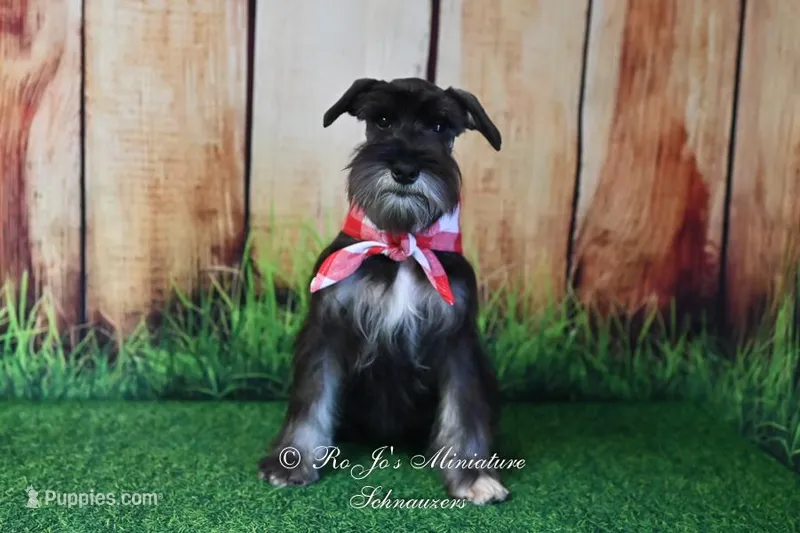 AKC Handsome Lil Boomer – Miniature Schnauzer puppy for sale in Antlers, OK
