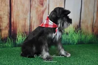 AKC Handsome Lil Boomer, a male Miniature Schnauzer for sale in Antlers, OK – 3 of 9