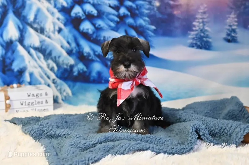 AKC Handsome Lil Boomer