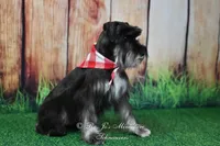 AKC Handsome Lil Boomer, a male Miniature Schnauzer for sale in Antlers, OK – 8 of 9