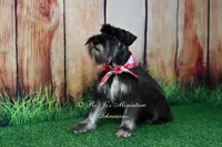 AKC Handsome Lil Boomer, a male Miniature Schnauzer for sale in Antlers, OK – 4 of 9