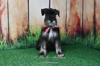 AKC Handsome Lil Boomer, a male Miniature Schnauzer for sale in Antlers, OK – 9 of 9