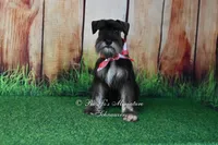 AKC Handsome Lil Boomer, a male Miniature Schnauzer for sale in Antlers, OK – 5 of 9
