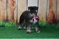 AKC Handsome Lil Boomer, a male Miniature Schnauzer for sale in Antlers, OK – 6 of 9