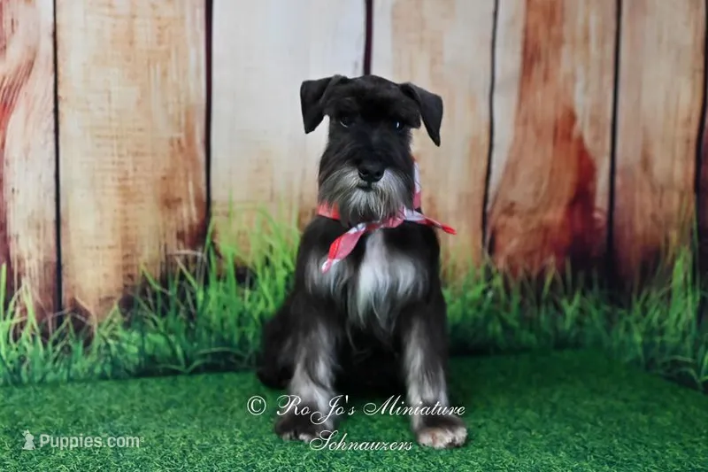 AKC Handsome Lil Boomer – Miniature Schnauzer puppy for sale in Antlers, OK