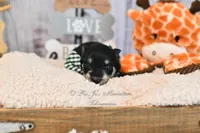 AKC Black & Silver Phantom | Tux, a male Miniature Schnauzer for sale in Antlers, OK – 6 of 7