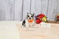 Salt & Pepper Parti | Tinker Bell, a female Miniature Schnauzer for sale in Antlers, OK – 8 of 8