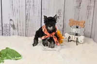 AKC Black & Silver | Ryker, a male Miniature Schnauzer for sale in Antlers, OK – 6 of 6