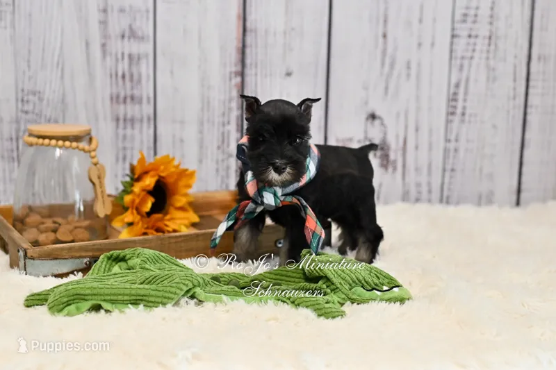 AKC Black & Silver Schnauzer | Cole – Miniature Schnauzer puppy for sale in Antlers, OK
