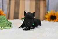 AKC Black Mini Schnauzer Boy, a male Miniature Schnauzer for sale in Antlers, OK – 1 of 8