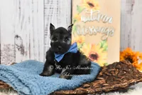 AKC Handsome Lil Stetson, a male Miniature Schnauzer for sale in Antlers, OK – 3 of 7