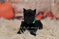 AKC Handsome Lil Midnight, a male Miniature Schnauzer for sale in Antlers, OK – 2 of 5