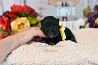 AKC Black & Silver Mini Schnauzer | Abby, a female Miniature Schnauzer for sale in Antlers, OK – 4 of 5