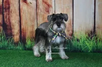AKC Mini Schnauzer | Benji, a male Miniature Schnauzer for sale in Antlers, OK – 5 of 7