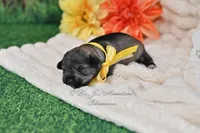 AKC Salt & Pepper Girl, a female Miniature Schnauzer for sale in Antlers, OK – 4 of 6