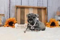 AKC Salt & Pepper | Sydney, a female Miniature Schnauzer for sale in Antlers, OK – 2 of 6