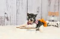 AKC Houston, a male Miniature Schnauzer for sale in Antlers, OK – 5 of 8