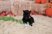AKC Handsome Lil Ace, a male Miniature Schnauzer for sale in Antlers, OK – 6 of 6
