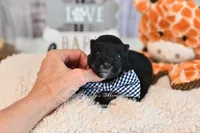 AKC Black & Silver Mini Schnauzer | Ryker, a male Miniature Schnauzer for sale in Antlers, OK – 2 of 6