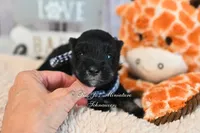 AKC Black & Silver Mini Schnauzer | Ryker, a male Miniature Schnauzer for sale in Antlers, OK – 4 of 6