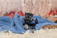 AKC Salt & Pepper | Fritz, a male Miniature Schnauzer for sale in Antlers, OK – 3 of 6