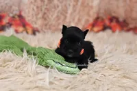 AKC Handsome Lil Ace, a male Miniature Schnauzer for sale in Antlers, OK – 4 of 6