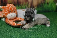 AKC Salt & Pepper Boy, a male Miniature Schnauzer for sale in Antlers, OK – 3 of 8