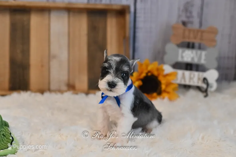 AKC Salt & Pepper Parti | Jaeger – Miniature Schnauzer puppy for sale in Antlers, OK