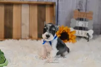 AKC Salt & Pepper Parti | Jaeger, a male Miniature Schnauzer for sale in Antlers, OK – 1 of 5
