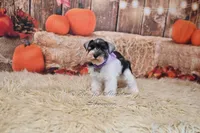 AKC Lil Miss Emmie, a female Miniature Schnauzer for sale in Antlers, OK – 4 of 7