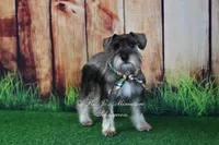 AKC Mini Schnauzer | Benji, a male Miniature Schnauzer for sale in Antlers, OK – 6 of 7
