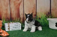 AKC Salt & Pepper Parti Boy, a male Miniature Schnauzer for sale in Antlers, OK – 4 of 5