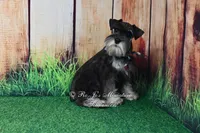 AKC | Handsome Lil Garin, a male Miniature Schnauzer for sale in Antlers, OK – 5 of 7